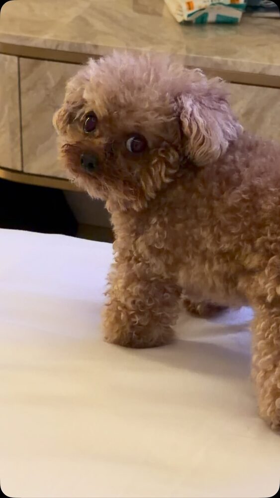 Potato sitting on the bed