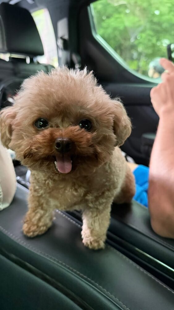Potato in the car with his tongue out