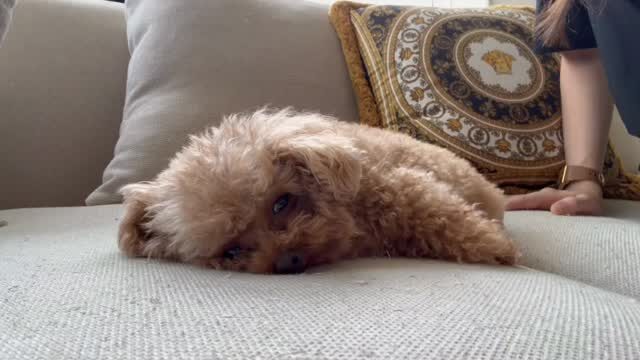 Potato lounging on the couch