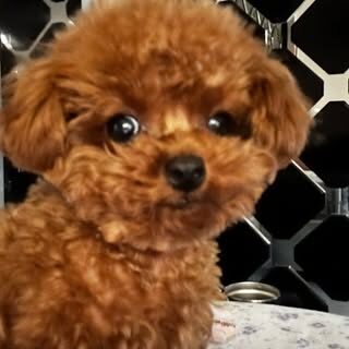 Close up of Potato's face