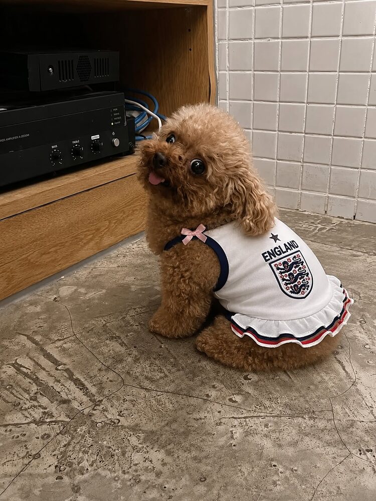 Potato wearing an England football jersey