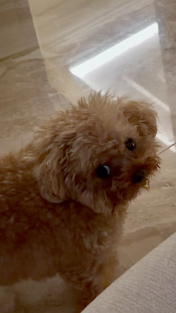 Potato looking up with puppy eyes