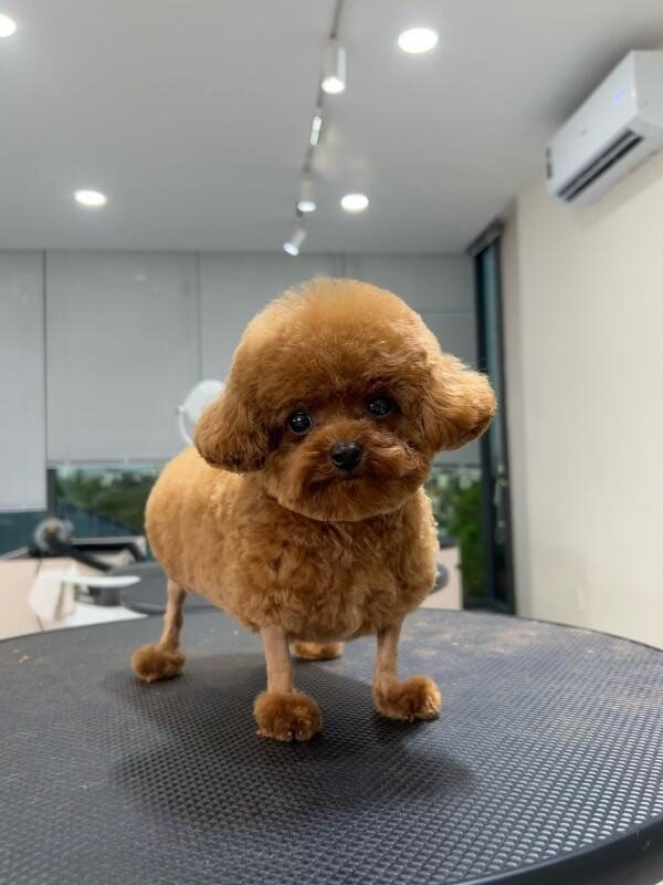Potato freshly groomed, standing on a mat