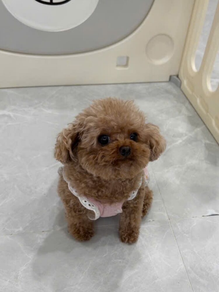 Potato in an outfit at the doggy hotel