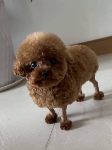 Potato the toy poodle standing on the floor