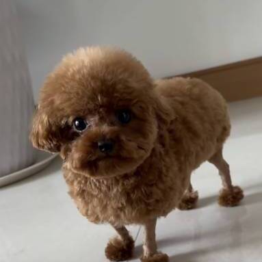 Potato, a fluffy apricot toy poodle, looking at the camera